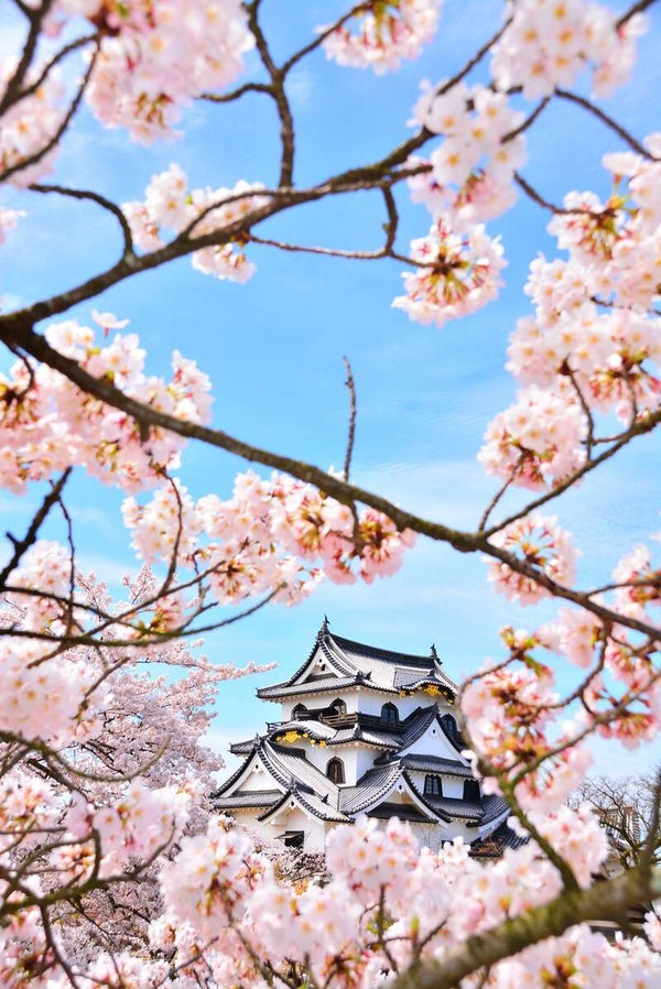 【秋田空港発】 《日本100名城めぐり》桜舞う 東海・近畿の名城めぐり ~信長、秀吉、家康ゆかりの城~ (3日間)3